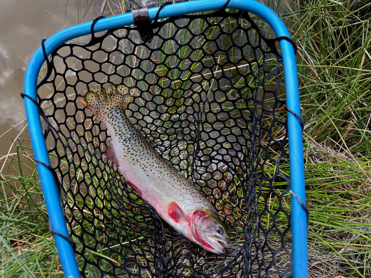 A trout in a landing net on a grassy riverbank